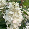 Hydrangea paniculata 'Baby Lace' - Aedhortensia 'Baby Lace' C5/5L